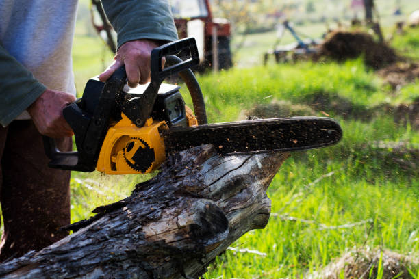 Best Lawn Disease Treatment  in Independence, WI